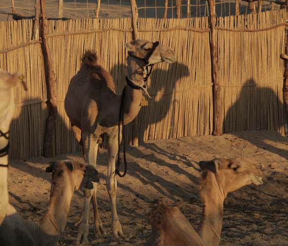 Parco dei cammelli 