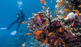 Don’t miss to visit one of the area’s best diving sites: Marsa Shouna (Shouni Kebir) Photo