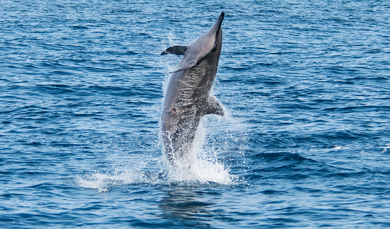 The Red Sea reserves monitor a gathering of Spinner dolphins at Marsa Alam for maternity  Photo