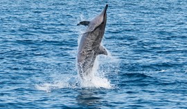 The Red Sea reserves monitor a gathering of Spinner dolphins at Marsa Alam for maternity  Photo