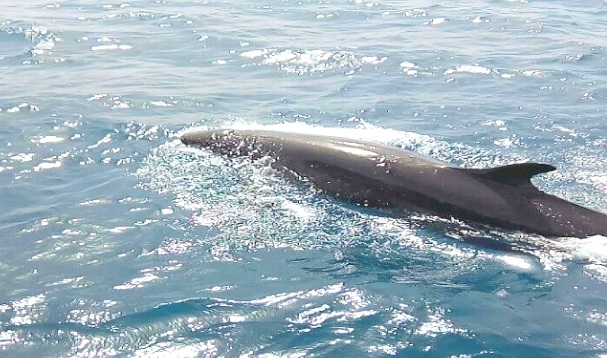 Red Sea reserves announce monitoring of the emergence of a rare dolphin in Hurghada Photo