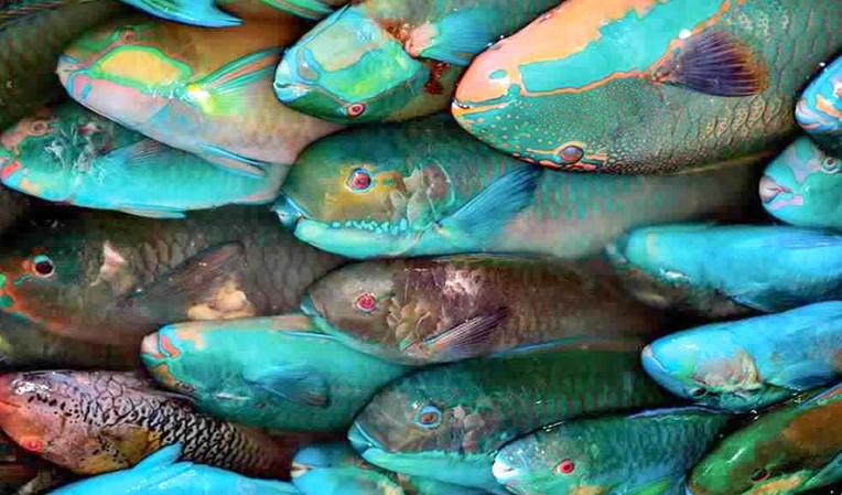 Parrot fish, a friendly ecosystem organism lives in Marsa Alam Photo