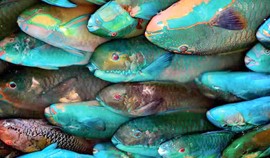 أسماك الببغاء ، كائن بيئي ودود يعيش في مرسى علم Photo