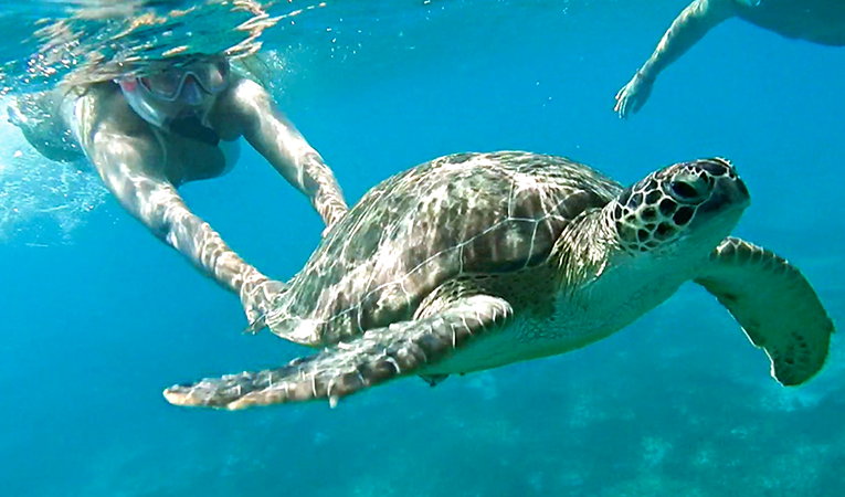 Rescuing a sea turtle before being sold by the Nature’s Baywatch  Photo